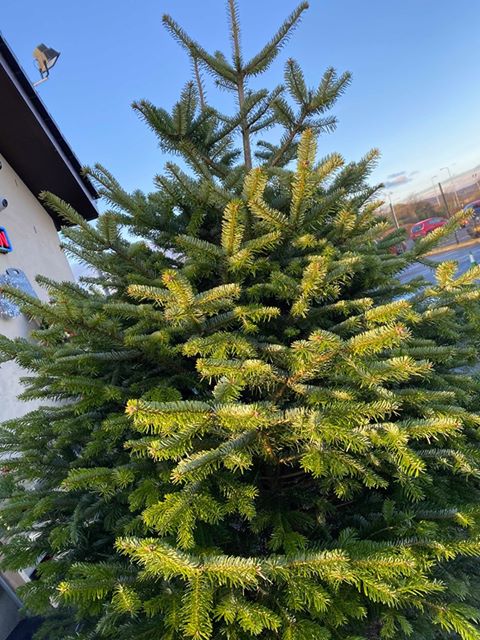 12ft Nordmann Fir