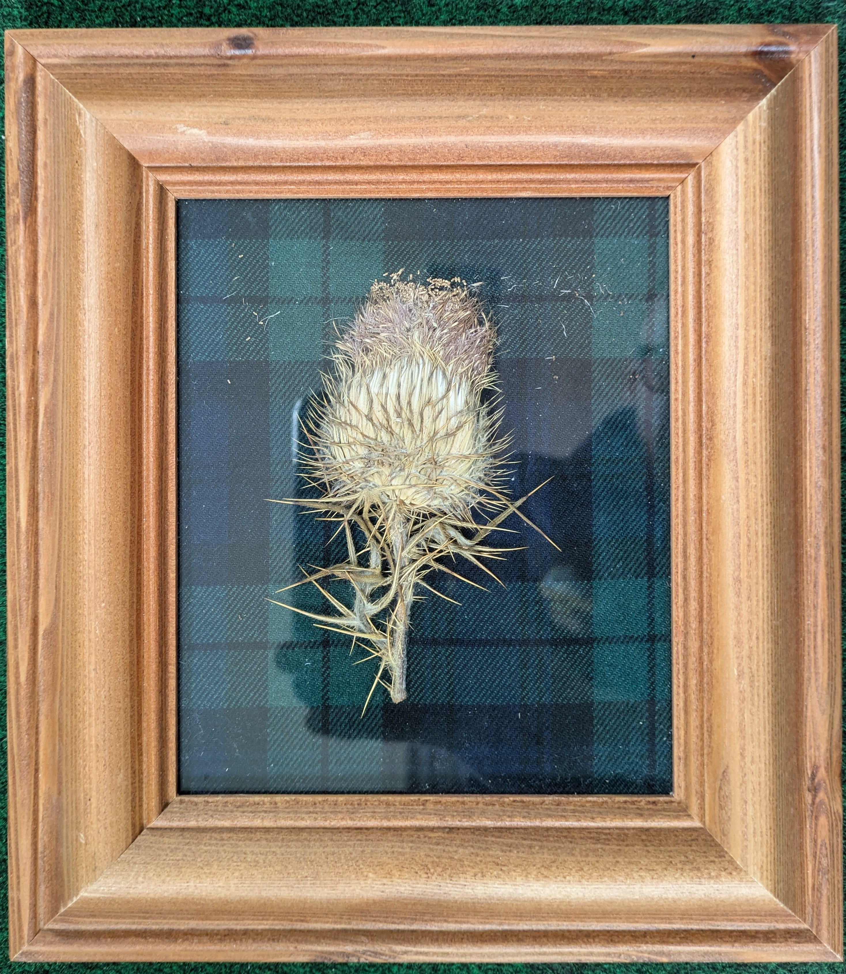 Framed Thistle 