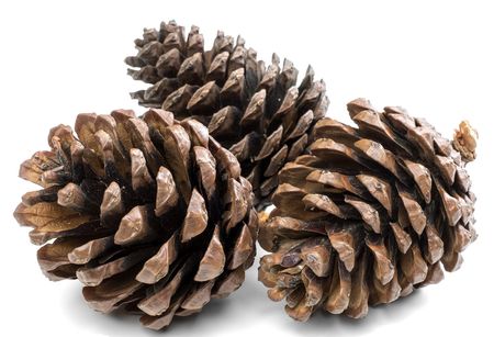 Indian Pine Cones 